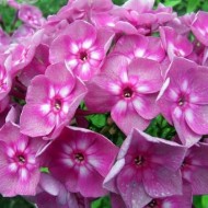 Флокс Phlox Мулатка